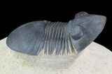 Paralejurus Trilobite Fossil - Foum Zguid, Morocco #69745-1